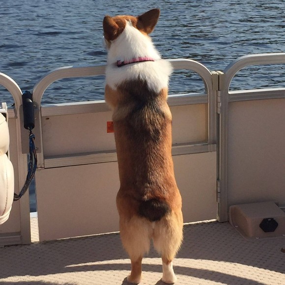 corgimom53
